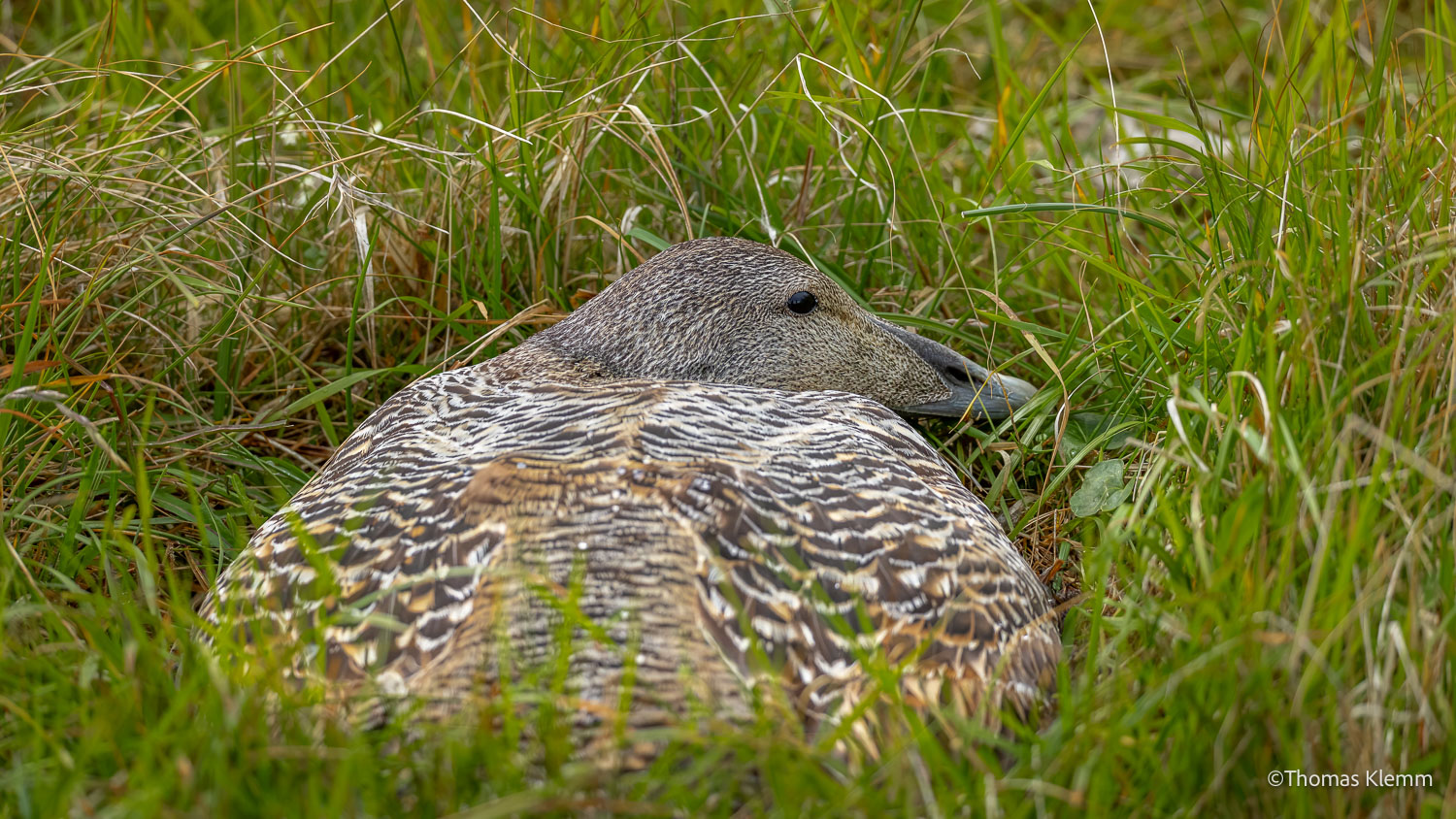 island-fotoreise-2026-teilnehmerfoto-303