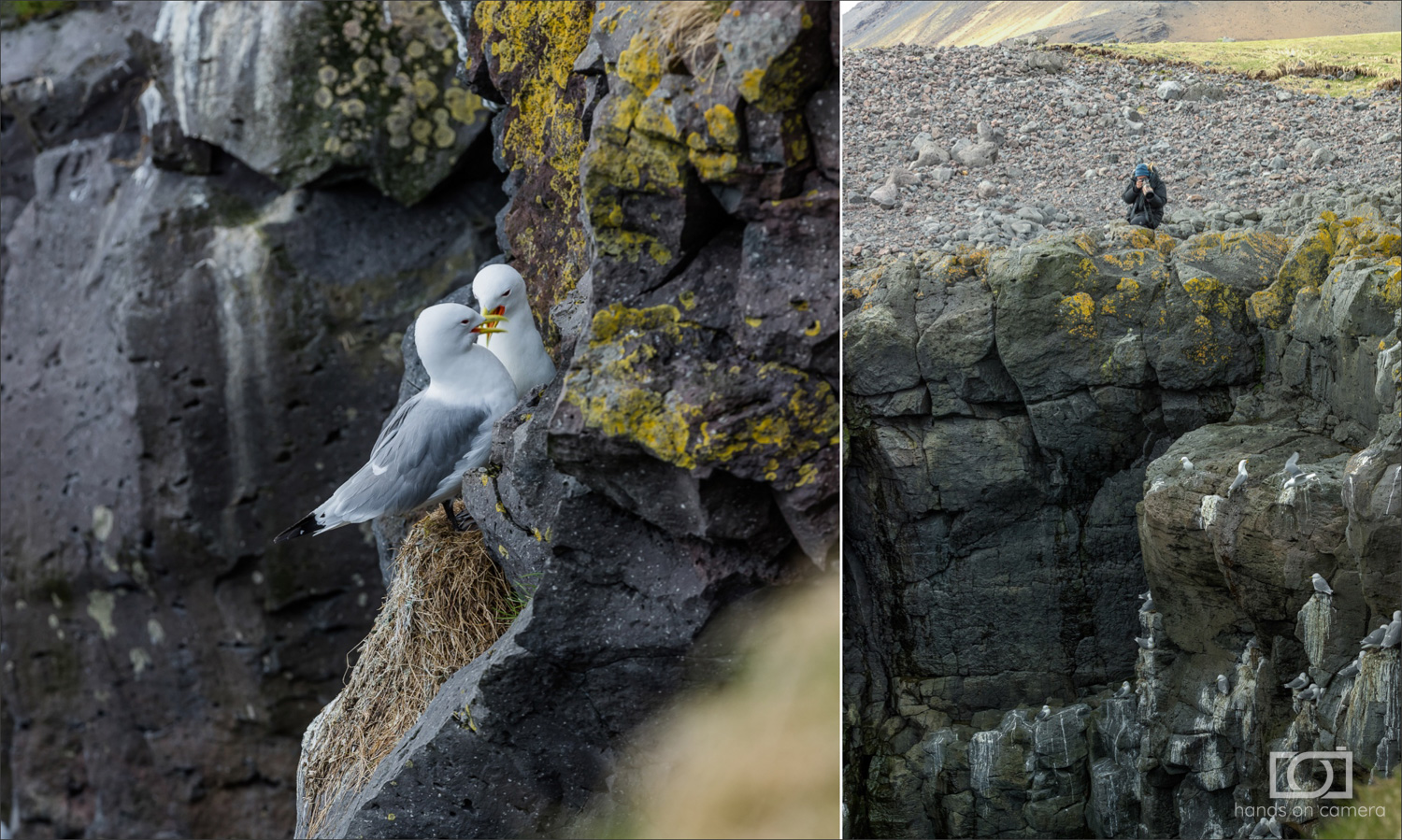 Anarstarpi Island. Hier kommt man den unzähligen Vogelkolonien sehr nah.