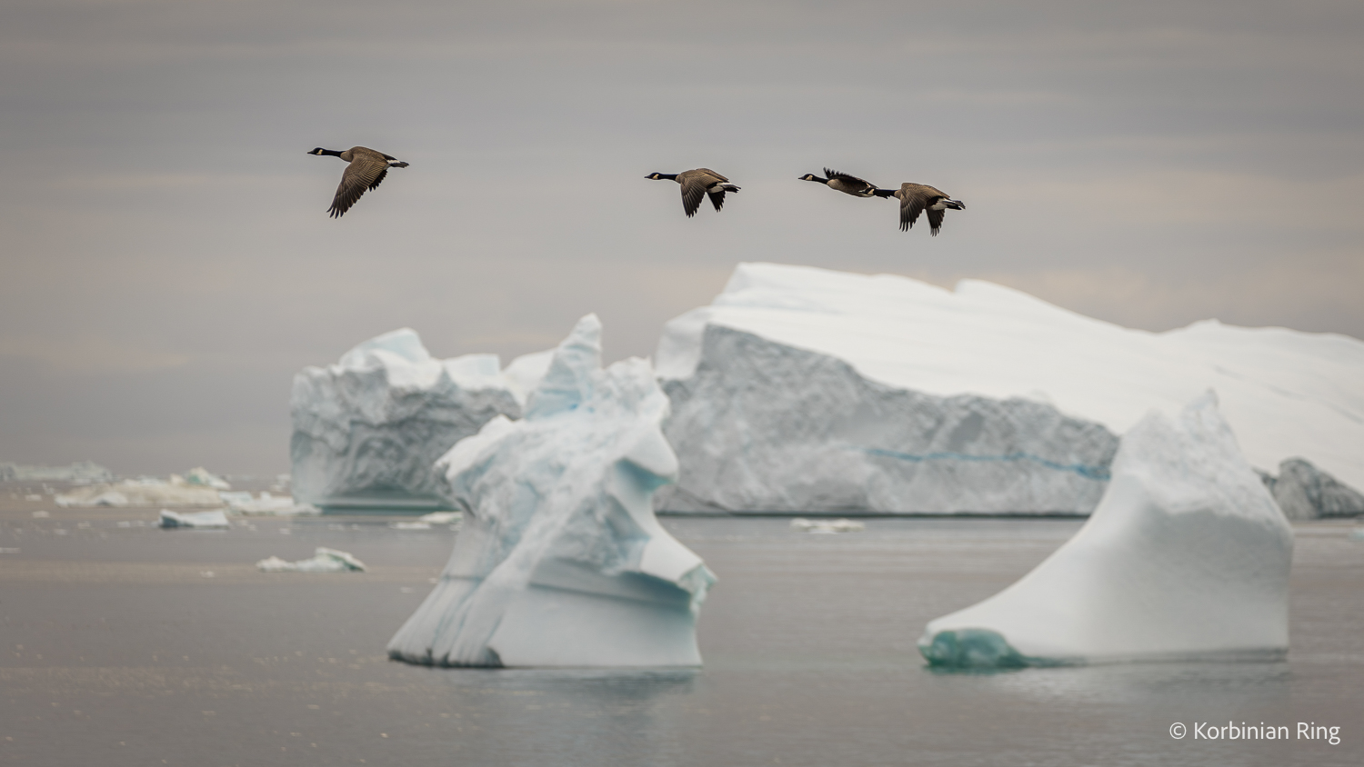 Vier Kanadagänse fliegen vor großen Eisbergen in der Diskobucht bei Ilulissat in Grönland