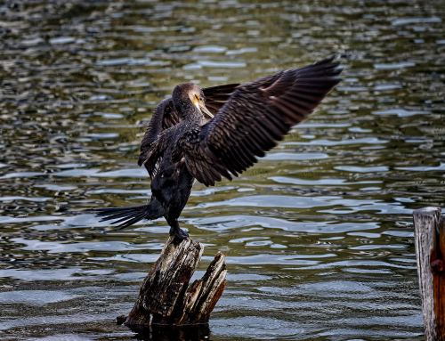 Lieblingsfoto #44/26 – Kormoran auf Island