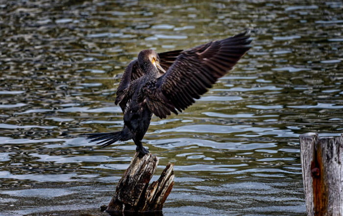 Kormoran mit ausgebreiteten Flügeln und seitlich gedrehtem Kopf auf einem verwitterten Holzpfahl im Wasser.