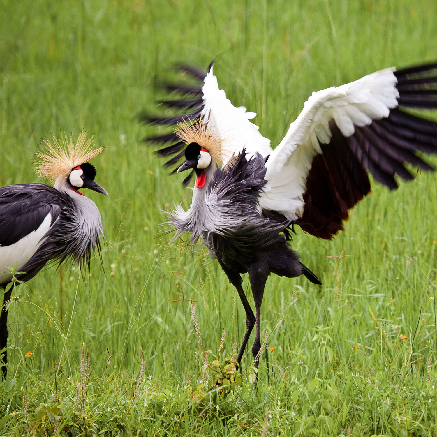 Kronenkraniche in Uganda mit ausgebreiteten Flügeln