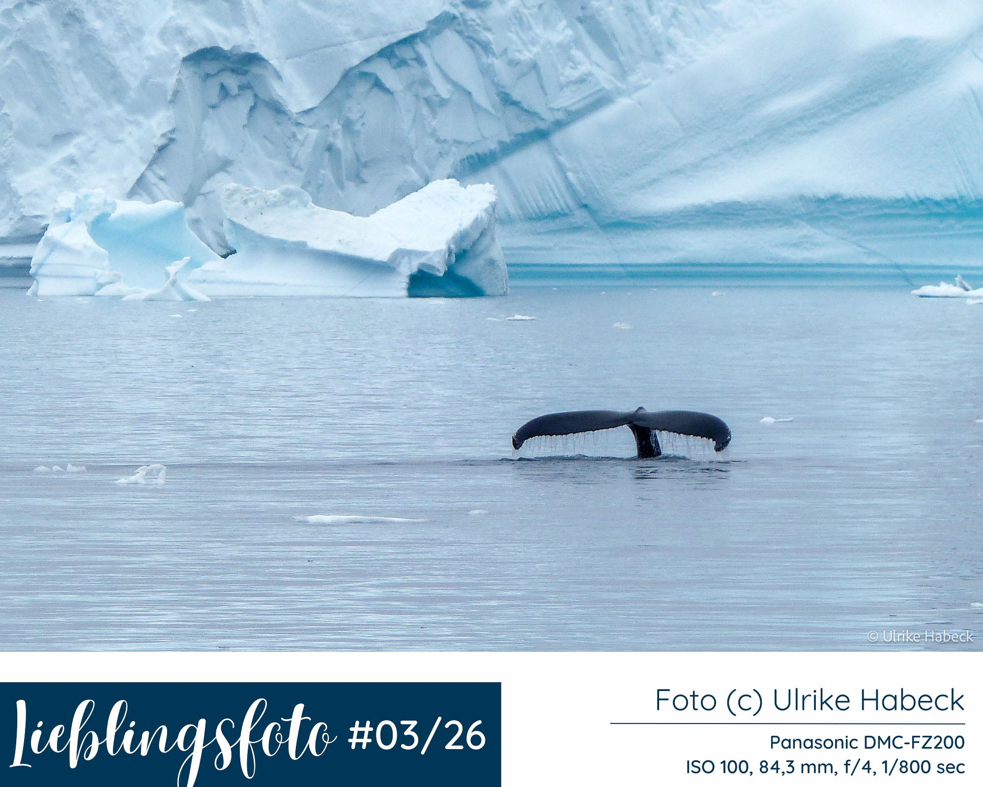 Buckelwal zeigt seine Fluke in der Diskobucht bei Ilulissat in Grönland, umgeben von Eisbergen, Lieblingsfoto 03/2026 von Ulrike Habeck