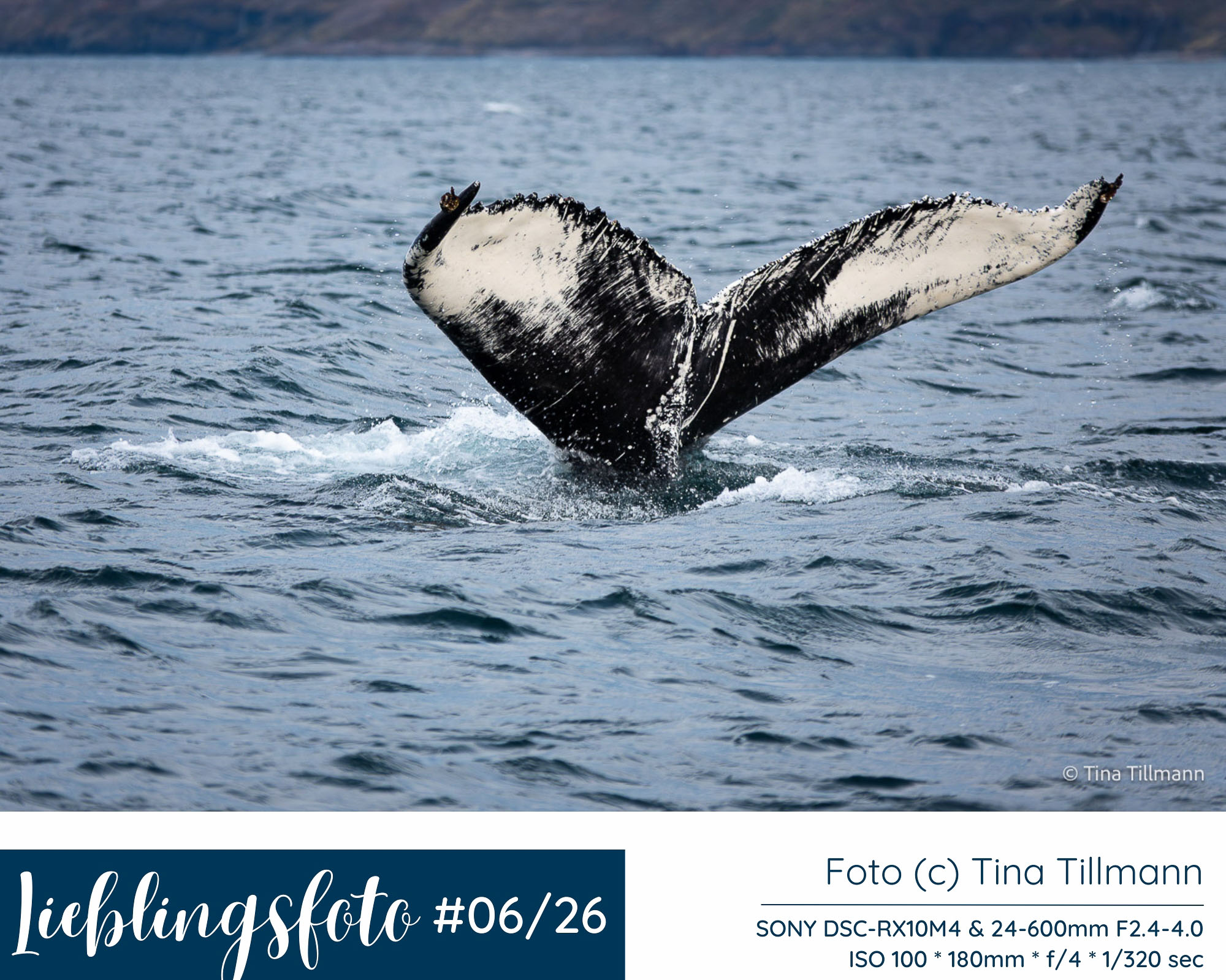 Buckelwal zeigt seine Fluke vor Island im bewegten Meer, Lieblingsfoto 06/2026 von Tina Tillmann