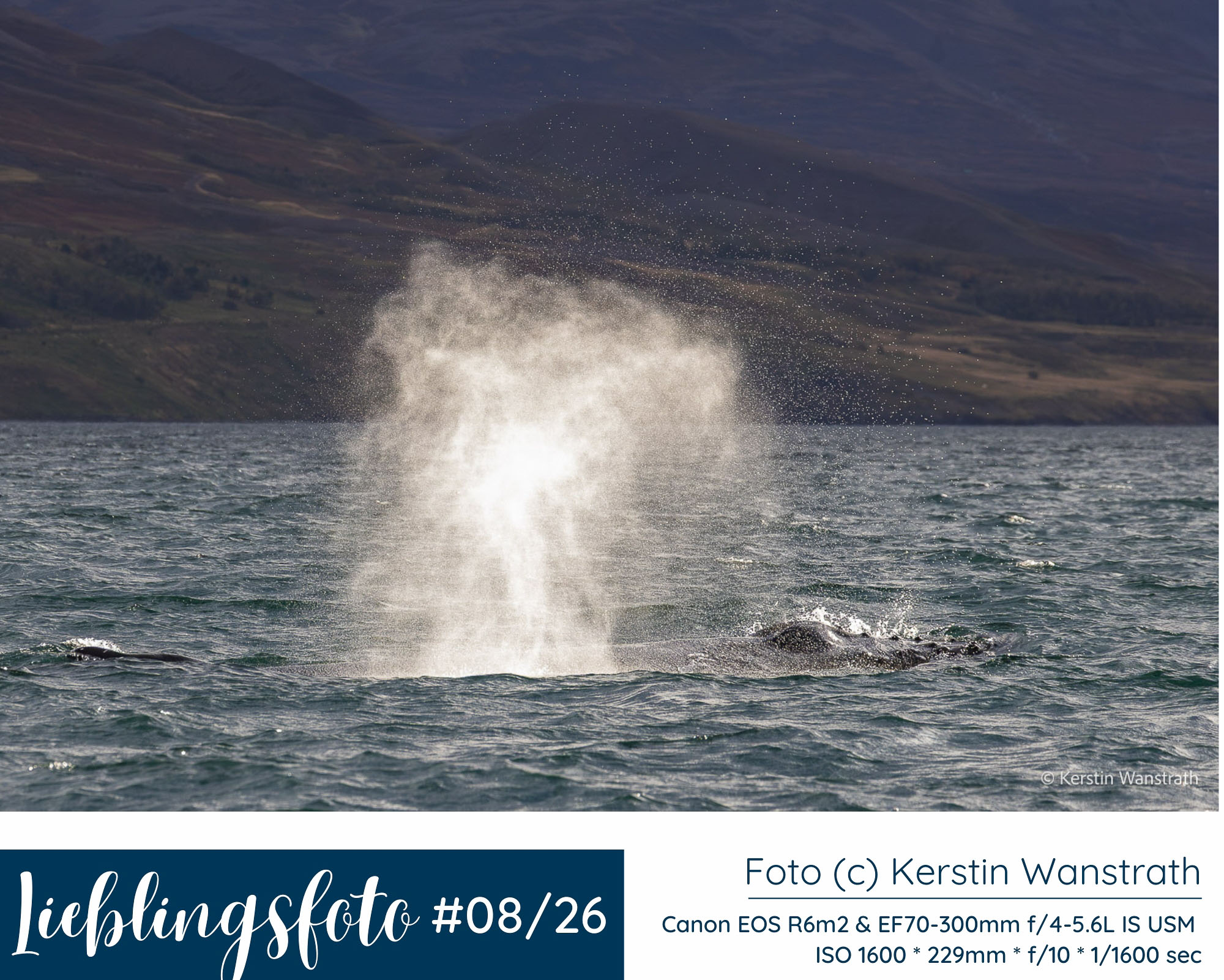 Wal atmet vor Island aus und erzeugt eine helle Fontäne über dem bewegten Meer, Lieblingsfoto 08/2026 von Kerstin Wanstrath