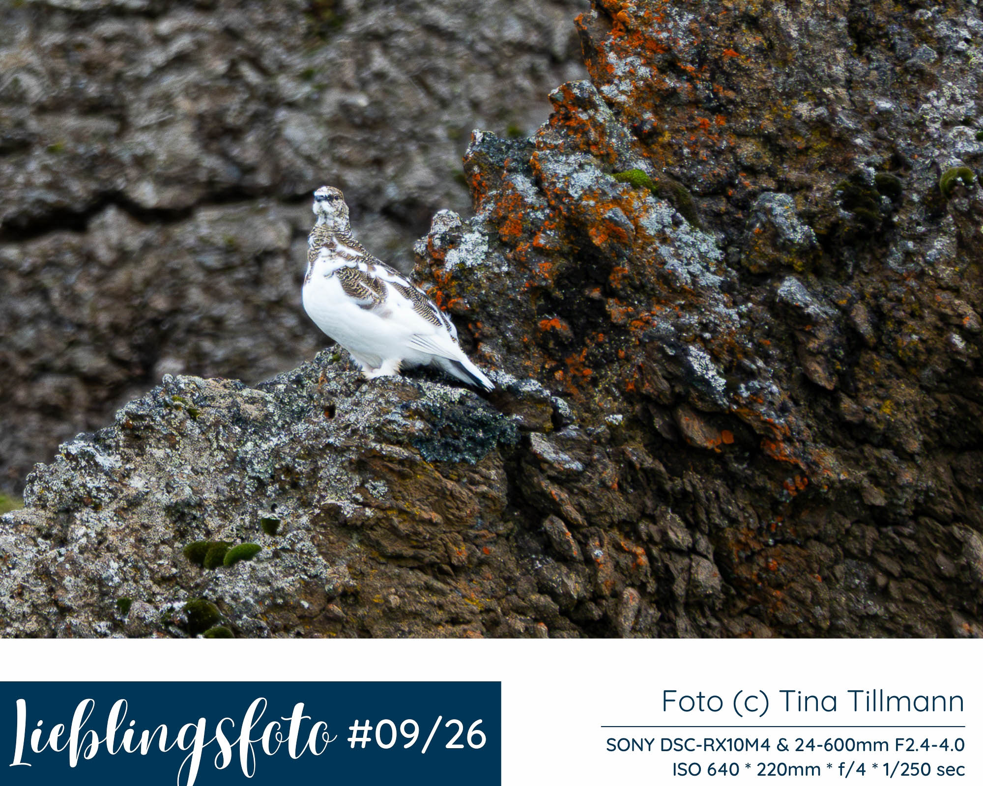 Schneehuhn zwischen dunklen Felsen und orangefarbenen Flechten bei Goðafoss in Nordisland, Lieblingsfoto 09/2026 von Tina Tillmann