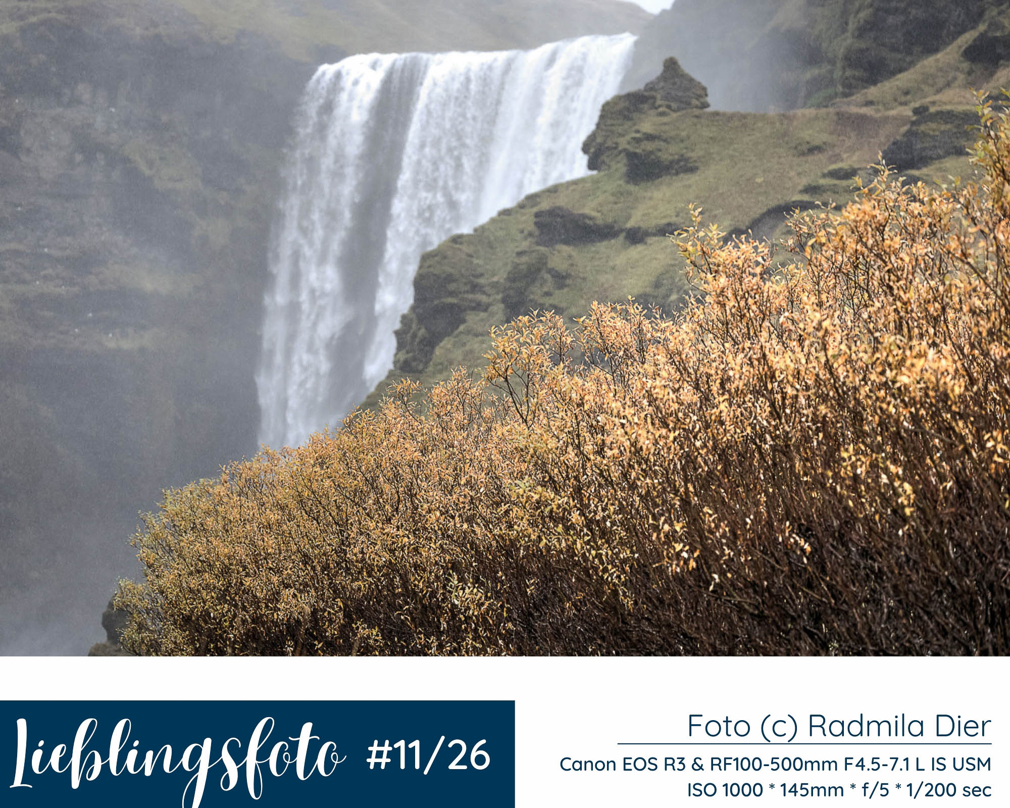 Skógafoss in Südisland mit goldenen Büschen im Vordergrund und weichem Wasserfall im Hintergrund, Lieblingsfoto 11/2026 von Radmila Dier