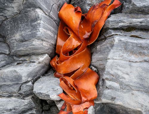 Lieblingsbild der Woche #34/26 – Orange auf Grau
