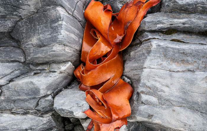 Glänzender orangefarbener Tang liegt in geschwungenen Bändern zwischen grauen, von Rissen und hellen Linien durchzogenen Felsen.