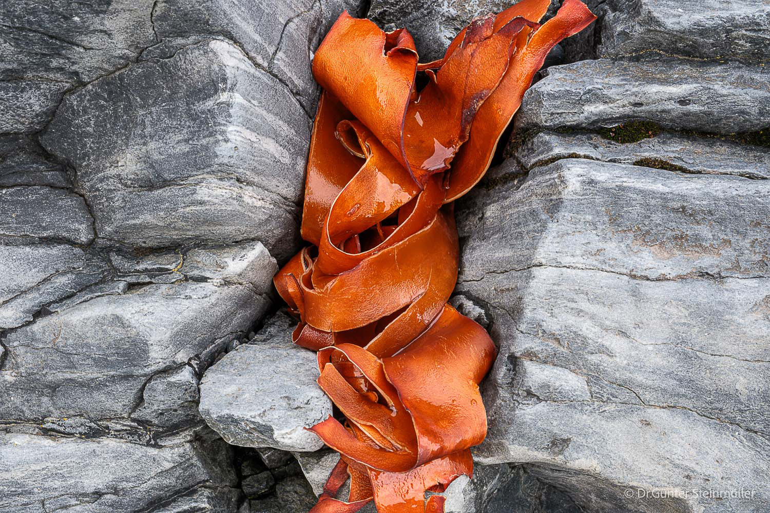 Glänzender orangefarbener Tang liegt in geschwungenen Bändern zwischen grauen, von Rissen und hellen Linien durchzogenen Felsen.