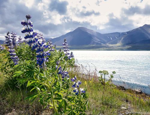 Lieblingsbild der Woche #35/26 – Lupinen in Island