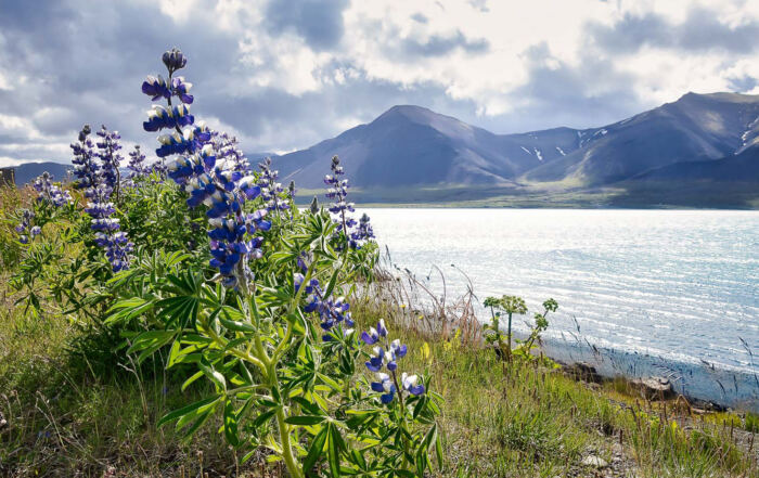 Violette Lupinen am Ufer bei Borgarnes in Island, dahinter glitzerndes Wasser und dunkle Berge mit Schneeresten unter einem wolkigen Himmel.