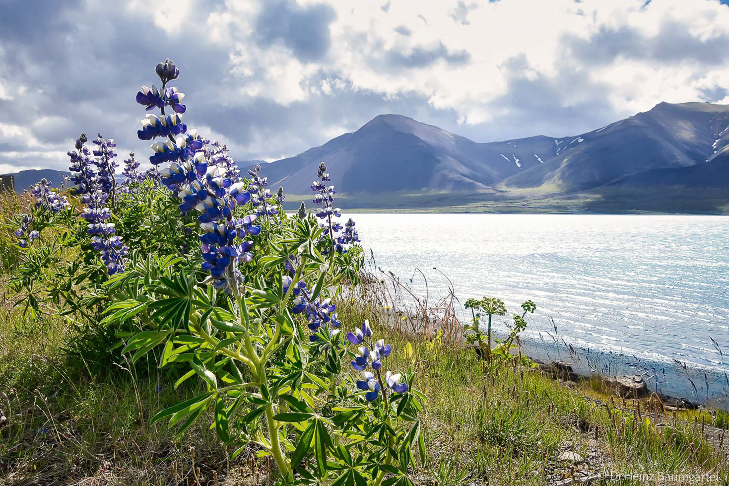 Violette Lupinen am Ufer bei Borgarnes in Island, dahinter glitzerndes Wasser und dunkle Berge mit Schneeresten unter einem wolkigen Himmel.