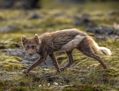 Lieblingsbild der Woche #36/26 – Polarfuchs auf Snæfellsnes