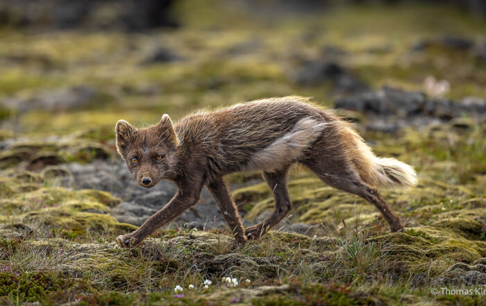 Dunkler Polarfuchs läuft über moosigen, steinigen Boden auf Snæfellsnes und blickt zur Kamera.