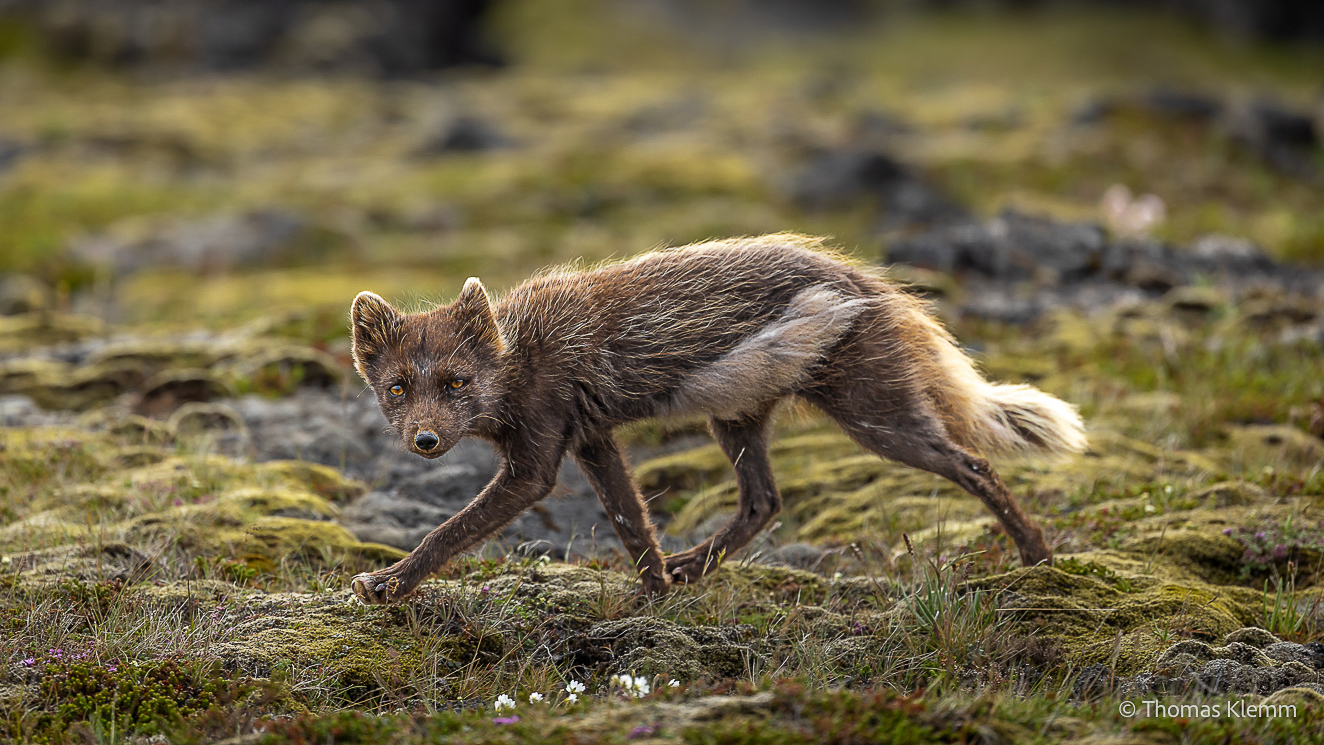 Dunkler Polarfuchs läuft über moosigen, steinigen Boden auf Snæfellsnes und blickt zur Kamera.