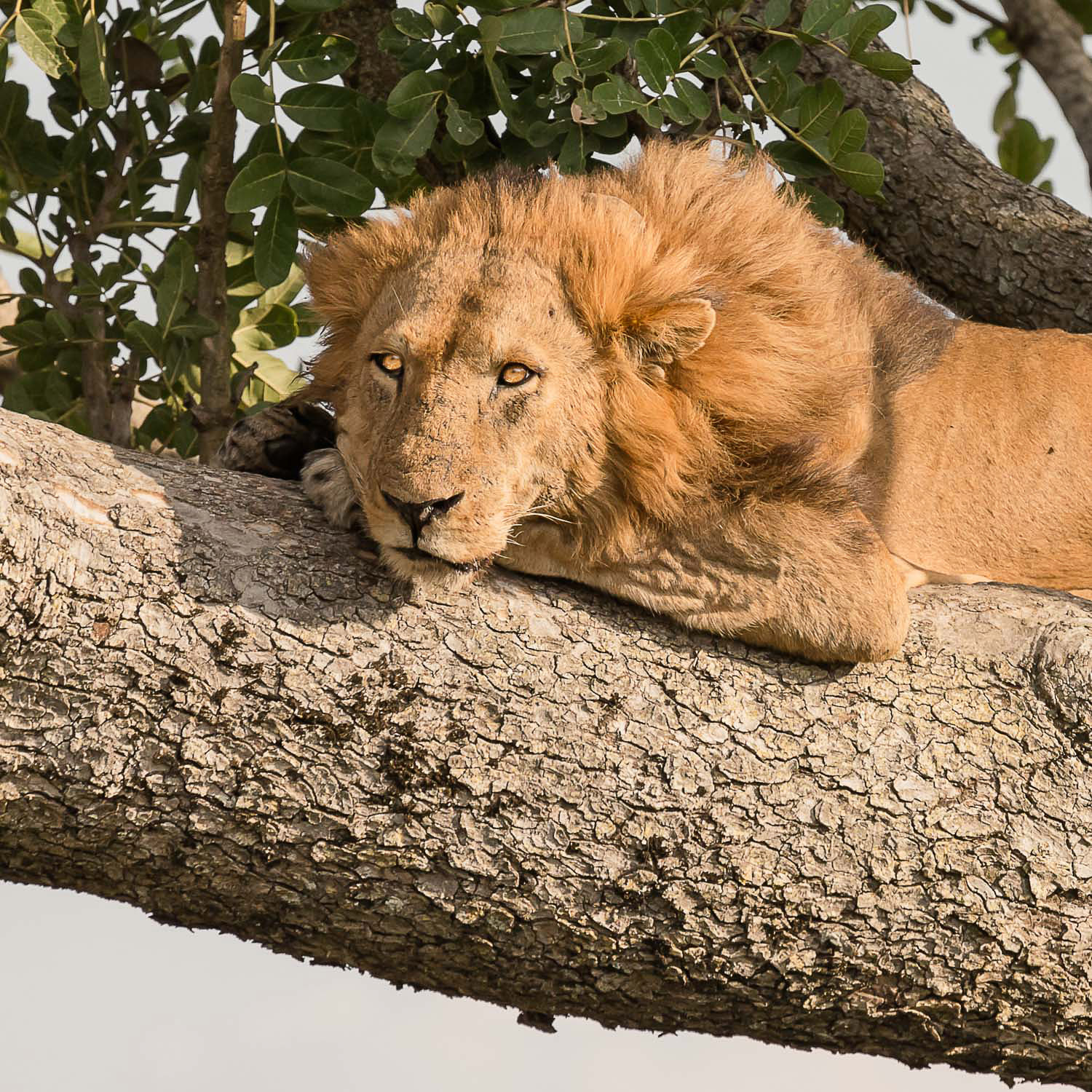 Löwe im Baum in Uganda im Queen Elizabeth Nationalpark