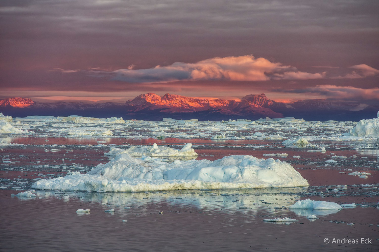 Eisberge in der Diskobucht vor rosafarben beleuchteten Bergen im Morgenlicht in Westgrönland