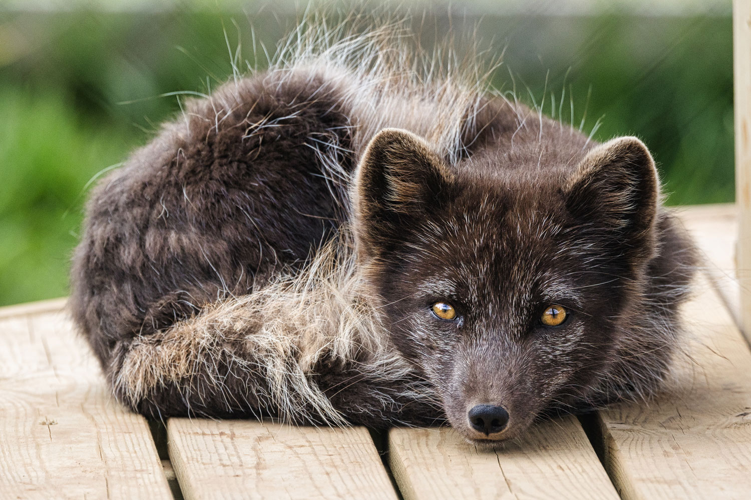 polarfuchs_island-101 Polarfuchs_Island_Westfjorde