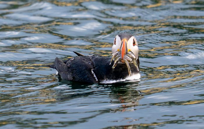 Papageitaucher mit mehreren Fischen im Schnabel auf dem Wasser in Island