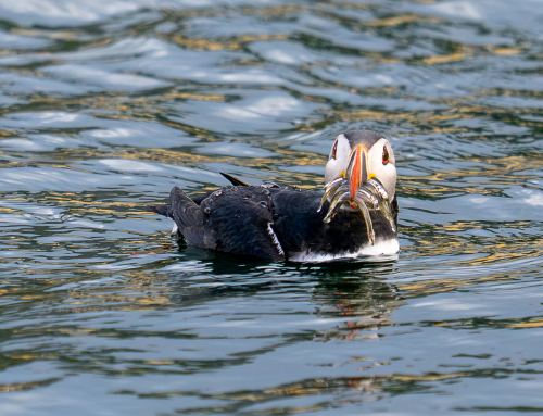 Fotoreise „Birds & Whales“ in Westisland – Eine Reise in Bildern