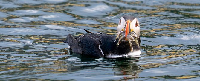Papageitaucher mit Sandaalen im Schnabel während der Fotoreise „Birds & Whales“ in Westisland, Island. (c) Jannette Büscher