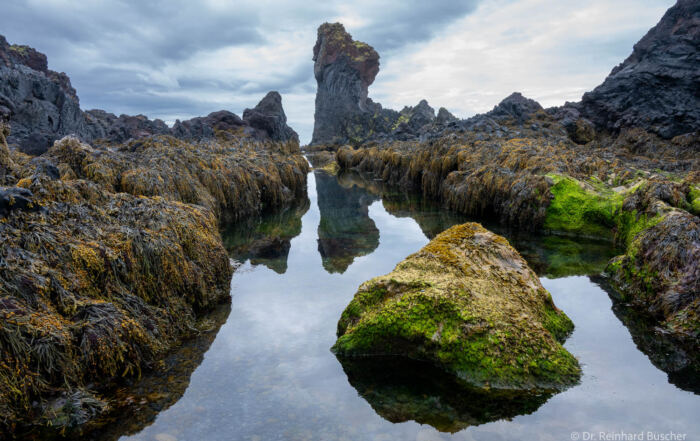 Felsnadel und ihr Spiegelbild zwischen dunklen Felsen, Tang und grünen Algen im Snæfellsjökull-Nationalpark auf Island.