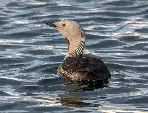 Lieblingsbild der Woche 33/2026 – Sterntaucher in den Westfjorden