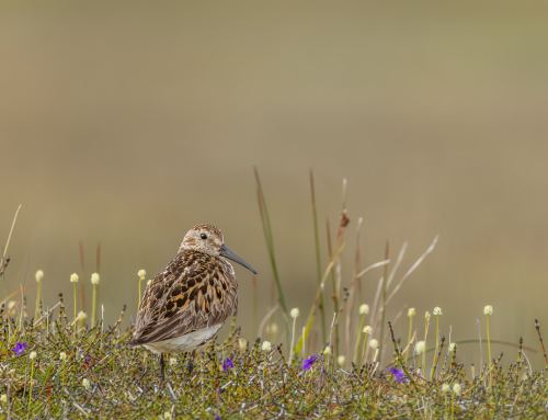 Lieblingsbild der Woche #38/26 – Strandläufer Zwischen Gräsern und Blüten