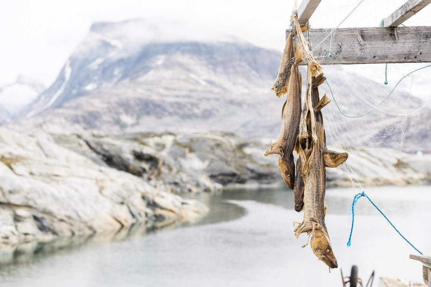 Trockenfisch in Tiniteqilaaq Zum Trocknen aufgehängte Fische vor der felsigen Küstenlandschaft von Tiniteqilaaq in Ostgrönland