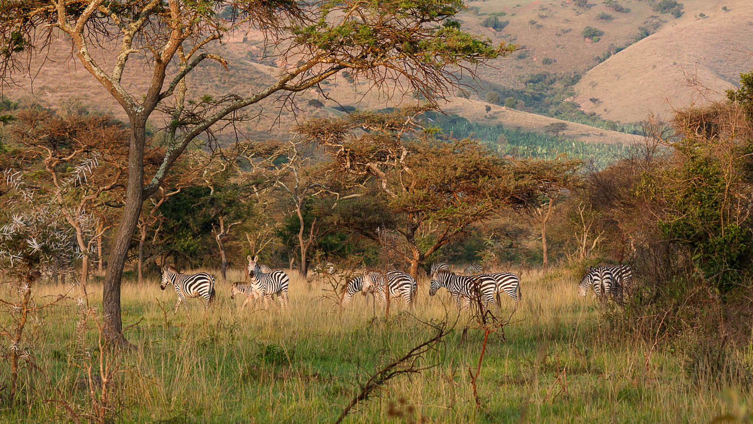 Zebras in der Savanne während einer Fotosafari in Uganda